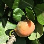 Garcinia livingstonei Fruit