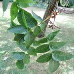 Platycarya strobilacea Leaf