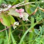 Fallopia dumetorum ফুল