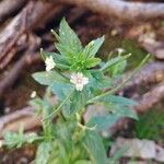 Epilobium roseum Kukka