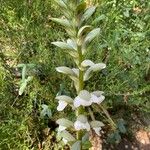 Acanthus spinosusBlomst