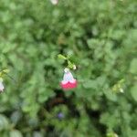 Salvia microphylla Blüte
