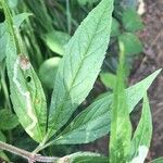 Eupatorium cannabinum Blatt