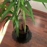 Yucca gloriosa Kvet