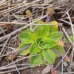 Plantago stauntoniiLeaf