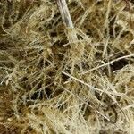 Campylopus introflexusपत्ता
