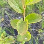 Spiraea betulifolia 葉