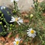 Symphyotrichum ericoides Flower