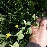 Lathyrus aphaca Квітка