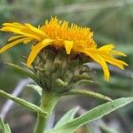 Inula ensifolia Flower