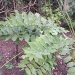 Polygonatum biflorum Foglia