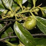 Diospyros nigra Fruto