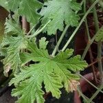 Pelargonium graveolens Feuille