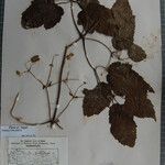 Clematis buchananiana Altres