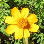 Tagetes tenuifolia 花