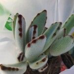 Kalanchoe tomentosaLapas