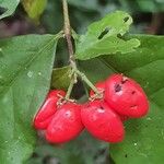 Bunchosia grayumii Hoja