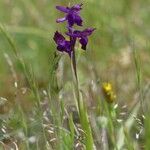 Anacamptis × olida Кветка