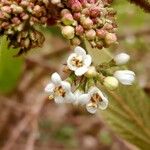 Viburnum buddleifolium ফুল