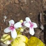 Pseuderanthemum carruthersii Blüte