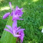 Bletilla striata 其他