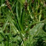 Carex macrostylos Alia