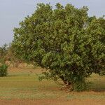 Boscia senegalensis Habit