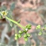 Heliotropium bacciferum Flower