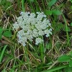 Daucus carotaFlower