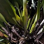 Prosthechea aemula Hoja