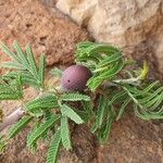 Vachellia drepanolobium Fulla