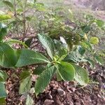 Brunfelsia uniflora पत्ता