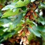 Acer tataricum Fruit