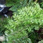 Selaginella stenophylla Лист