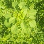 Acalypha indica Blad