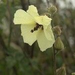 Hibiscus diversifolius Blomst