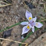 Moraea mediterranea Flower