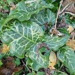 Arum italicum x Arum maculatum Hoja
