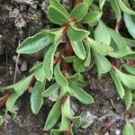 Salix retusa Leaf