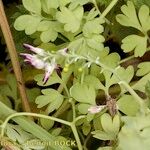 Fumaria barnolae Mosusu