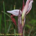 Serapias strictiflora Flower