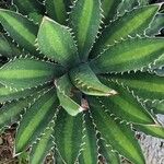 Agave lophantha Листок