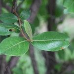 Psorospermum febrifugum Blatt