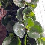 Peperomia magnoliifolia Лист