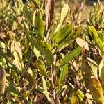 Myrica gale Leaf