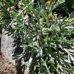 Artemisia genipi Leaf