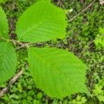 Ulmus rubra Leaf