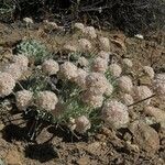 Eriogonum ovalifolium Habitat