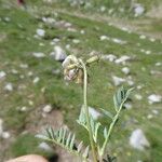 Astragalus depressus Кора