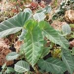 Begonia angularis Leaf